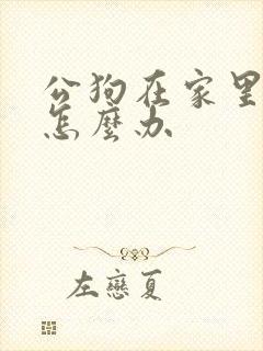 公狗在家里乱尿怎么办