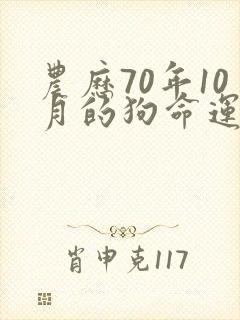 农历70年10月的狗命运如何