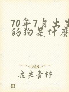 70年7月出生的狗是什么命