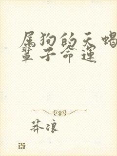 属狗的天蝎女一辈子命运