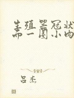 生殖器冠状沟里面一圈小肉粒怎么回事