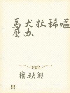 马犬拉稀呕吐怎么办