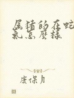 属猪的在蛇年运气怎么样