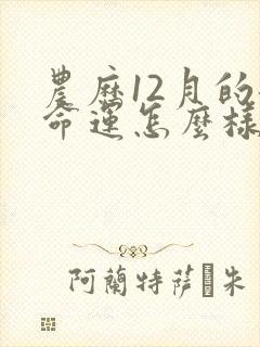 农历12月的龙命运怎么样封面