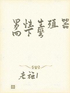 男性生殖器勃起向下弯