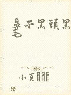 鼻子黑头黑色的毛