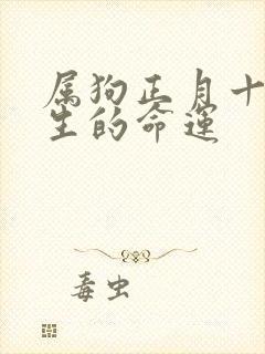 属狗正月十三出生的命运