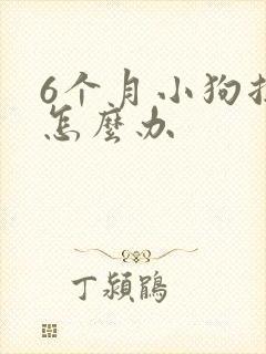 6个月小狗拉稀怎么办封面