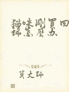 猫咪刚买回来拉稀怎么办