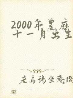 2000年农历十一月出生命运