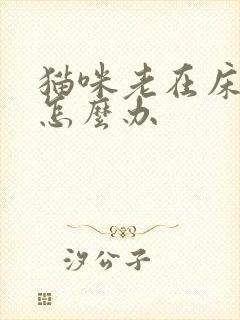 猫咪老在床上尿怎么办