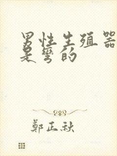 男性生殖器硬了是弯的