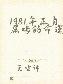 1981年正月属鸡的命运
