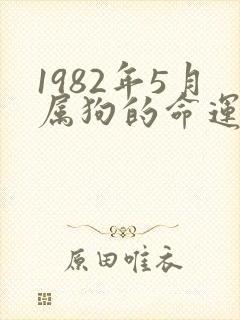 1982年5月属狗的命运怎么样