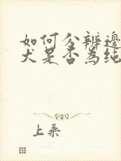 如何分辨边牧幼犬是否为纯种