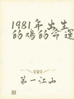 1981年出生的鸡的命运