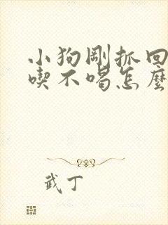 小狗刚抓回来不吃不喝怎么办