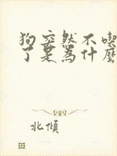 狗突然不吃东西了是为什么封面