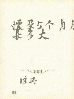 怀孕5个月胎儿长多大