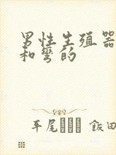 男性生殖器直的和弯的