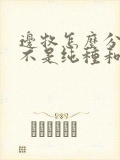 边牧怎么分辨是不是纯种和品相