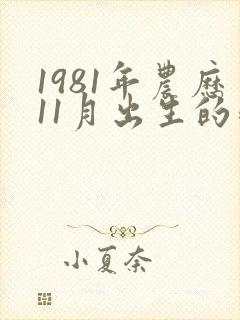 1981年农历11月出生的鸡命运