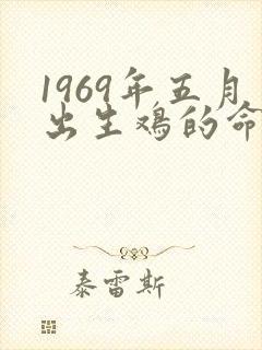 1969年五月出生鸡的命运