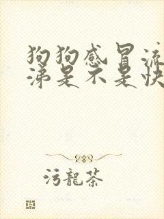 狗狗感冒流脓鼻涕是不是快好了