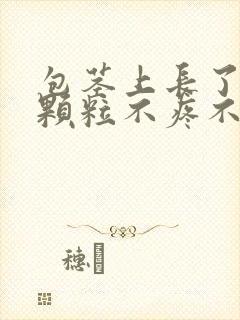 包茎上长了白色颗粒不疼不痒