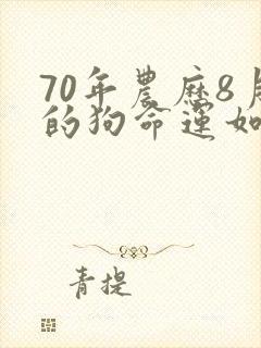 70年农历8月的狗命运如何封面