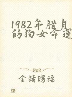 1982年腊月的狗女命运如何封面
