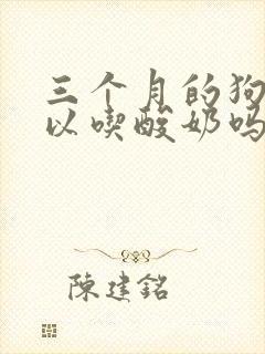 三个月的狗狗可以吃酸奶吗