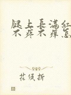 腿上长满红点点不疼不痒怎么回事封面