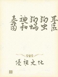 泰迪狗狗耳朵真菌和螨虫区别图