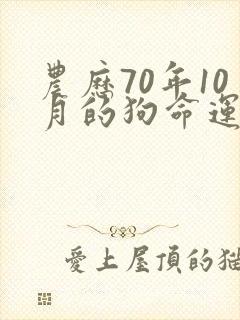 农历70年10月的狗命运如何