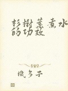 杉树叶煮水洗头的功效