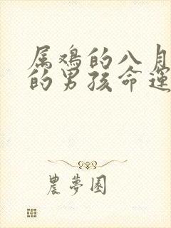 属鸡的八月出生的男孩命运