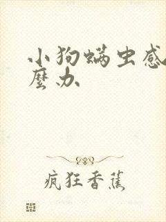 小狗螨虫感染怎么办