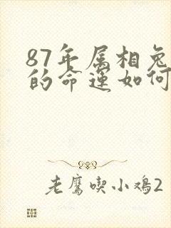 87年属相兔女的命运如何