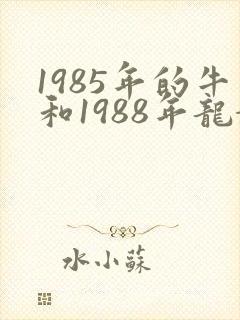 1985年的牛和1988年龙婚姻怎么样