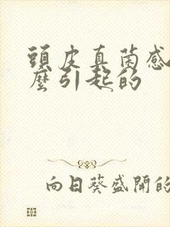 头皮真菌感染怎么引起的