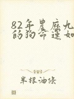 82年农历九月的狗命运如何