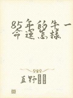 85年的牛一生命运怎样