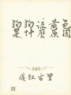 狗狗流黄色鼻涕是什么原因