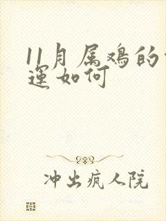 11月属鸡的命运如何