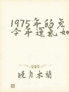 1975年的兔今年运气如何