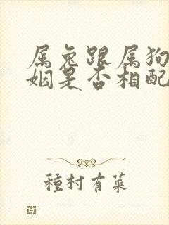 属兔跟属狗的婚姻是否相配