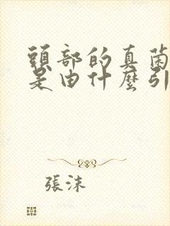 头部的真菌感染是由什么引起的