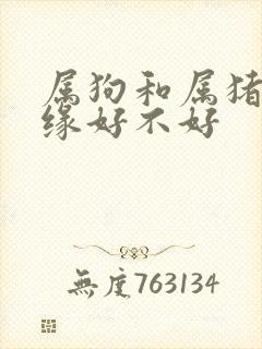 属狗和属猪的姻缘好不好