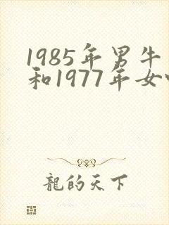 1985年男牛和1977年女蛇合婚